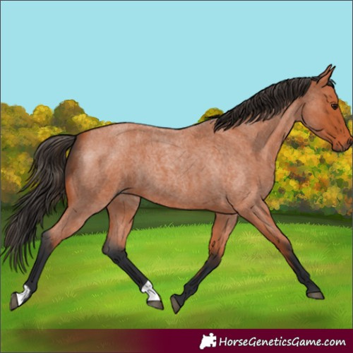 Horse Color:Bay Roan