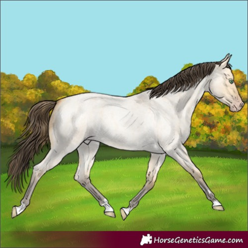 Horse Color:Amber Cream Champagne Roan Dun