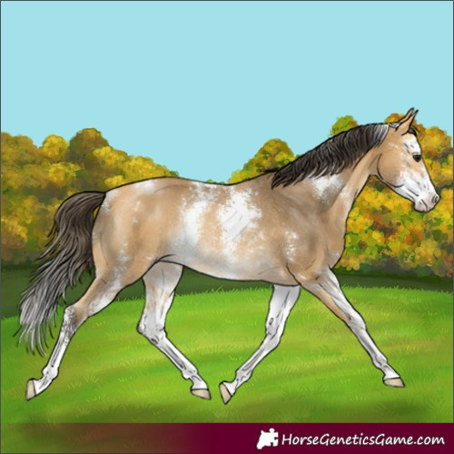 Horse Color:Buckskin Sabino Rabicano