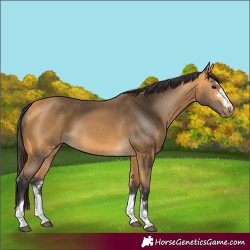Horse Color:Buckskin 