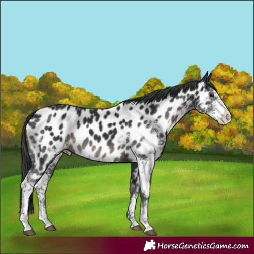 Horse Color:Black Sabino Appaloosa
