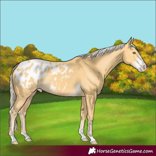 Horse Color:Gold Cream Champagne Sabino Tobiano Appaloosa Rabicano