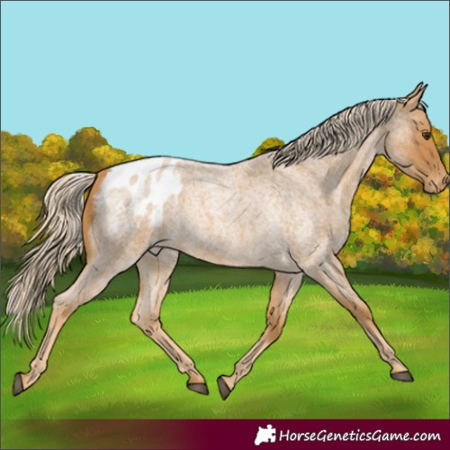 Horse Color:Palomino Roan Appaloosa