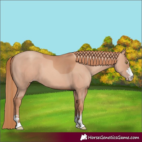 Horse Color:Gold Champagne