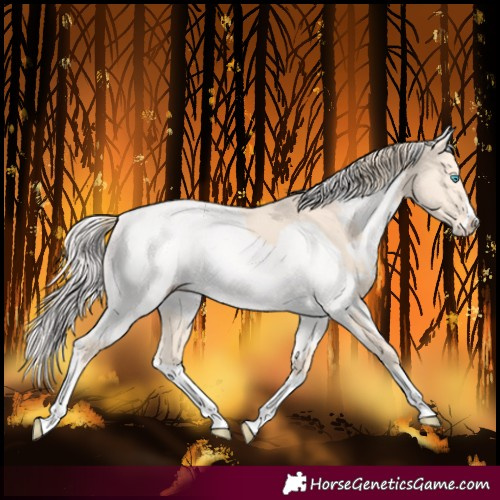 Horse Color:Perlino Splash and Perlino Splash