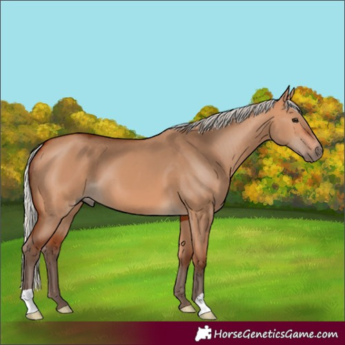 Horse Color:Silver Bay Dun 