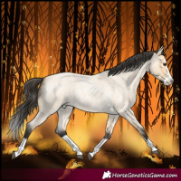 Horse Color:Buckskin Roan Splash