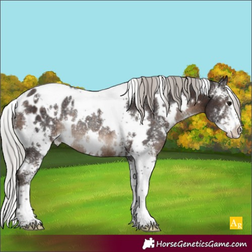 Horse Color:White Spotted Silver Brown Sabino Appaloosa Rabicano