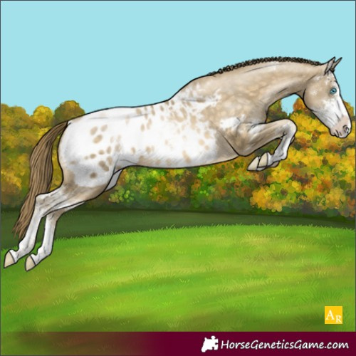 Horse Color:Buckskin Pearl Sabino Blanket Rabicano 