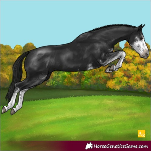 Horse Color:Gray Black Sabino Rabicano