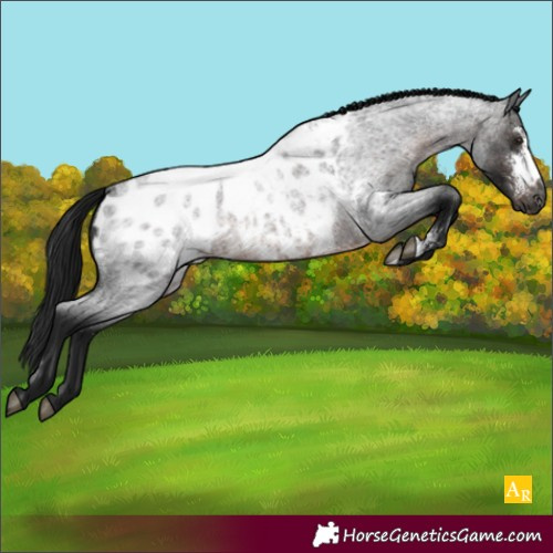 Horse Color:Gray Brown Roan Sabino Appaloosa Rabicano