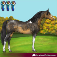 Horse Color:Buckskin Tobiano Rabicano