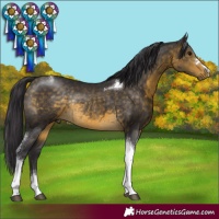 Horse Color:Buckskin Tobiano Rabicano