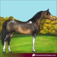 Horse Color:Buckskin Tobiano Rabicano