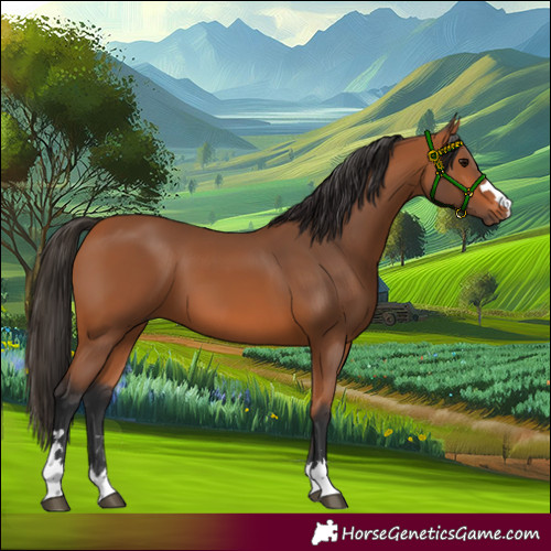 Horse Color:Bay 