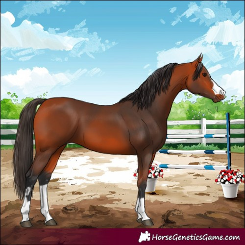 Horse Color:Bay 