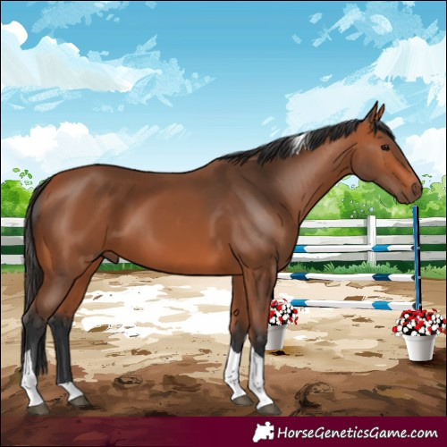 Horse Color:Bay Tobiano 