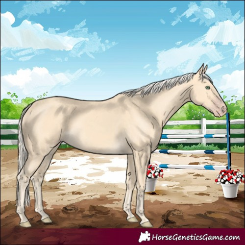 Horse Color:Gold Cream Champagne