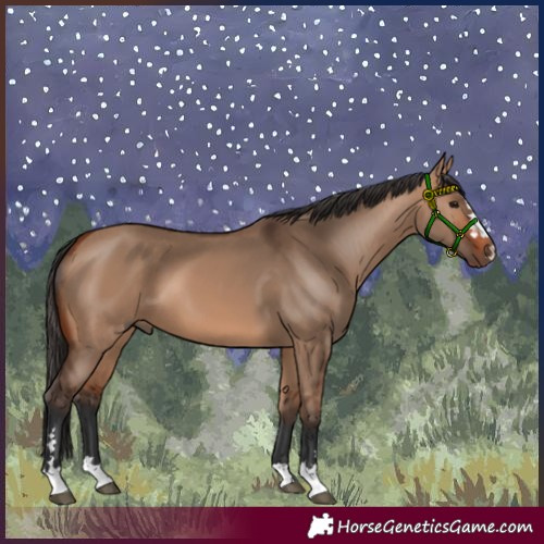 Horse Color:Bay Dun