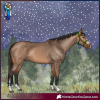 Horse Color:Bay Dun 