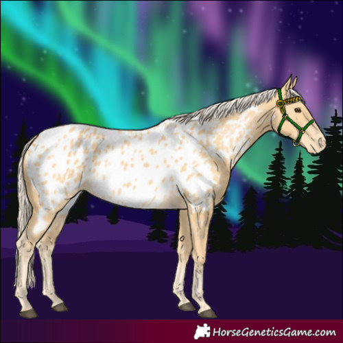 Horse Color:Palomino Appaloosa