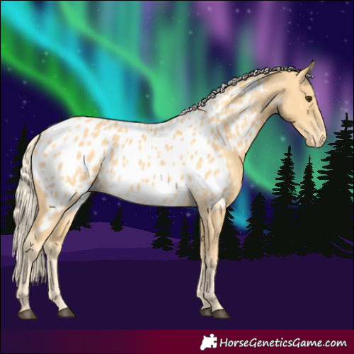 Horse Color:Palomino Appaloosa