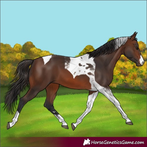 Horse Color:Brown Tobiano