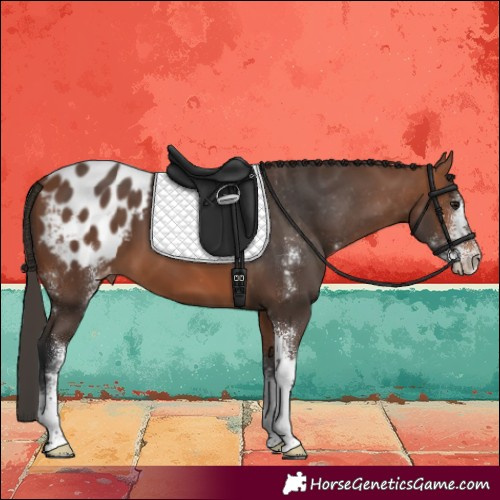 Horse Color:Bay Sabino Appaloosa