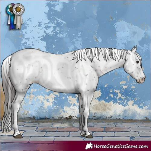 Horse Color:Brown Ice Sabino Appaloosa 