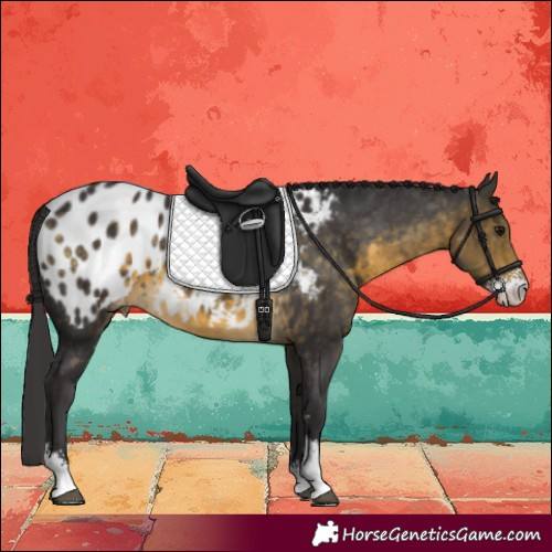 Horse Color:Buckskin Sabino Appaloosa