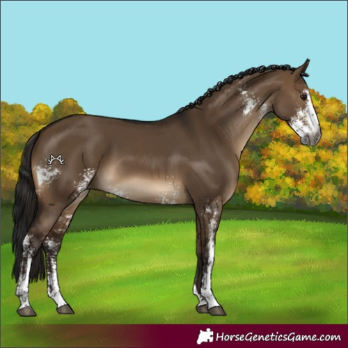 Horse Color:Gray Bay Dun Sabino 