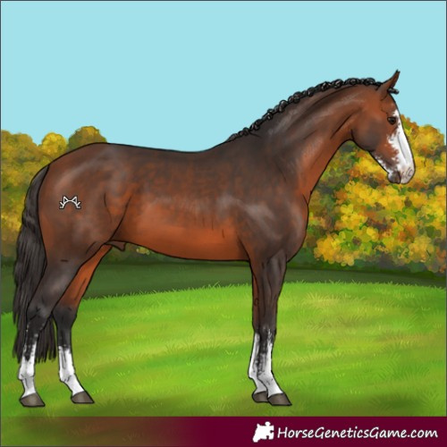 Horse Color:Bay Sabino 
