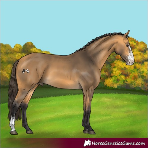 Horse Color:Buckskin Sabino 