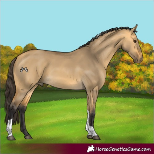 Horse Color:Buckskin Dun Tobiano 