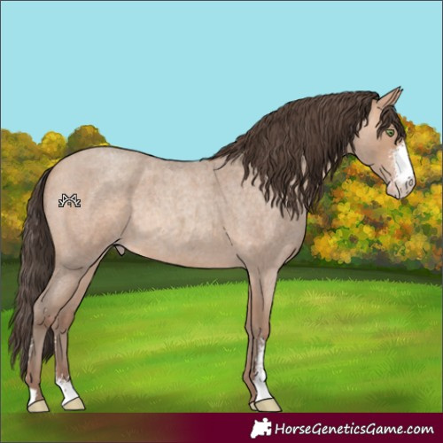 Horse Color:Amber Champagne Roan Sabino Rabicano