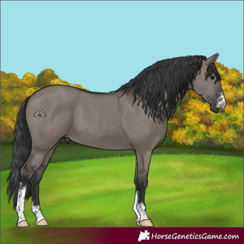 Horse Color:Grullo Sabino 