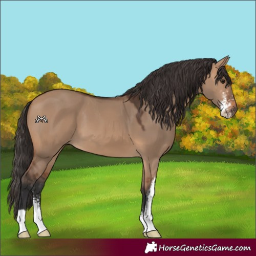 Horse Color:Bay Dun Sabino 