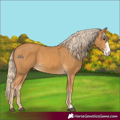 Horse Color:Palomino Sabino