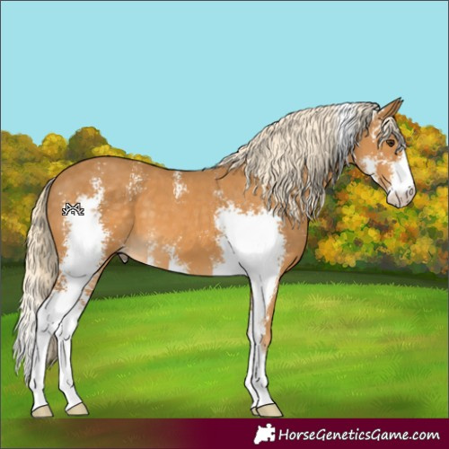 Horse Color:Palomino Sabino