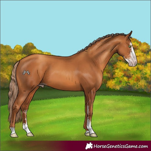 Horse Color:Gray Gold Champagne Sabino 