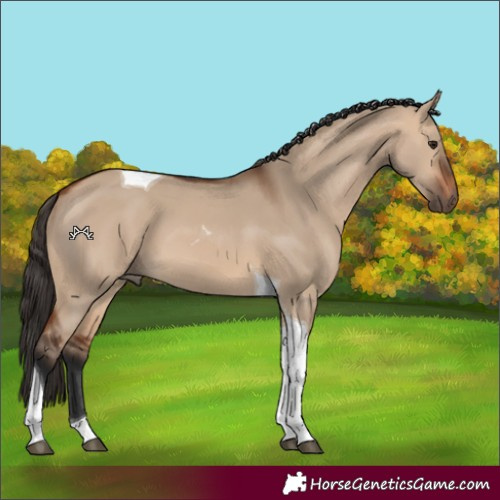 Horse Color:Bay Dun Tobiano 