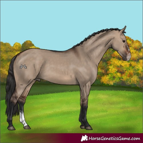 Horse Color:Brown Dun Sabino