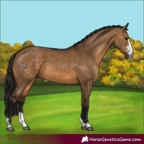 Horse Color:Gray Bay Dun Sabino