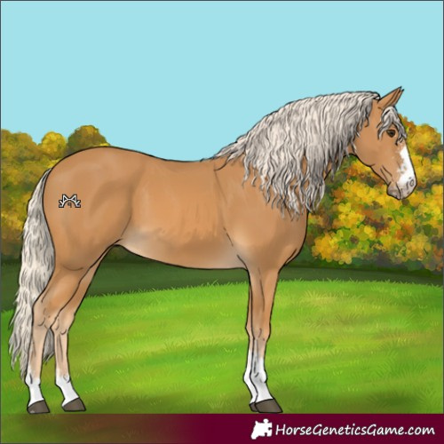 Horse Color:Palomino Sabino 
