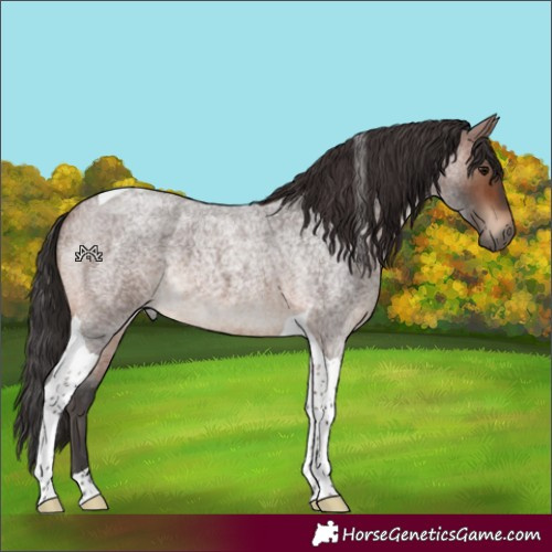 Horse Color:Brown Roan Tobiano 