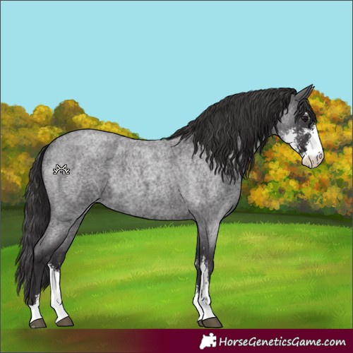 Horse Color:Smoky Blue Roan Sabino 