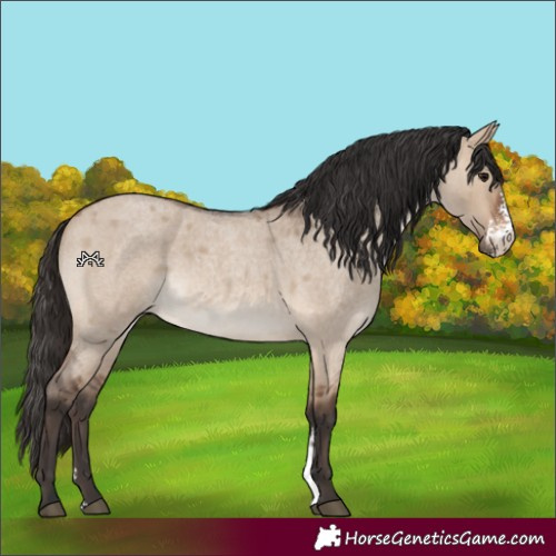 Horse Color:Brown Roan Dun Sabino