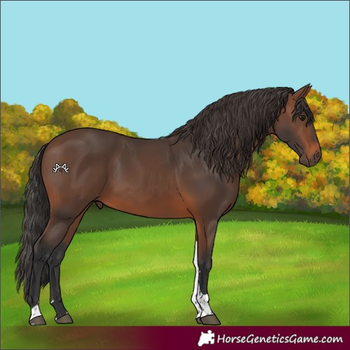 Horse Color:Brown Tobiano