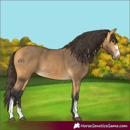 Horse Color:Buckskin Sabino