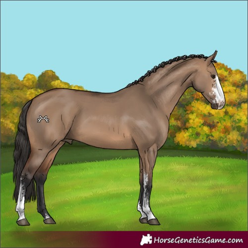 Horse Color:Brown Dun Sabino 
